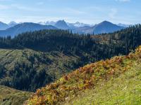 Grandiose Aussicht über ein Farnfeld hinweg